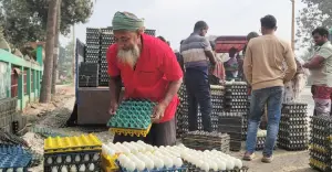 সিংড়ায় হাঁসের ডিমের দামে ধস, দিশেহারা খামারিরা