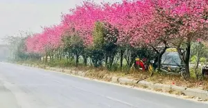 ঢাকা-ময়মনসিংহ মহাসড়কের বিভাজনে দেশি-বিদেশি ফুলের সমারোহ, এ যেন এক মিনি জাপান