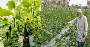 মহেশপুরে জনপ্রিয় হচ্ছে মালচিং পদ্ধতির শসা চাষ