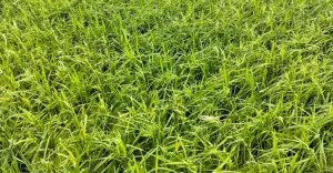 নেত্রকোনায় শিলাবৃষ্টিতে বোরো ধানের ব্যাপক ক্ষতি, হতাশ কৃষক