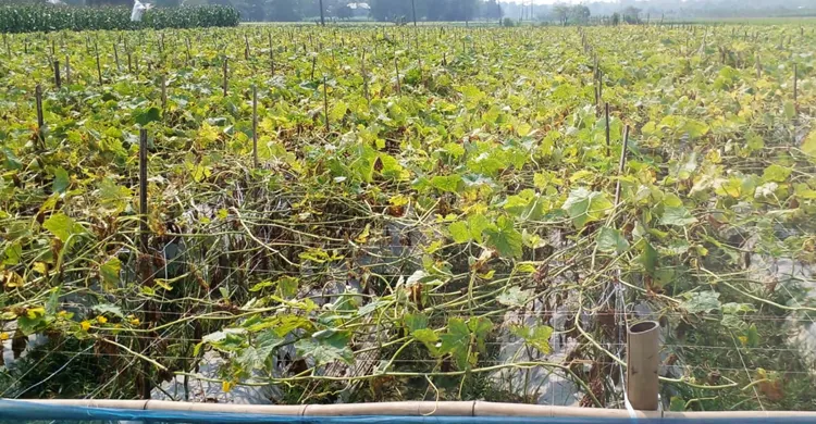 শসা চাষে লোকসান, হতাশায় সিংগাইরের কৃষক