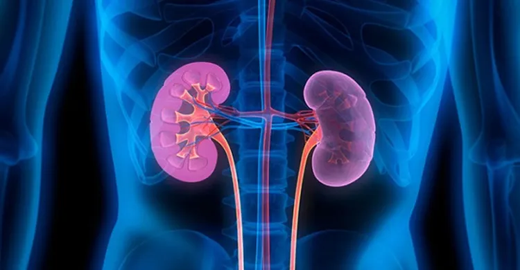 নীরবে ক্ষতি করে কিডনি রোগ, সচেতনতা ও জীবনযাপনের পরিবর্তনেই প্রতিরোধ