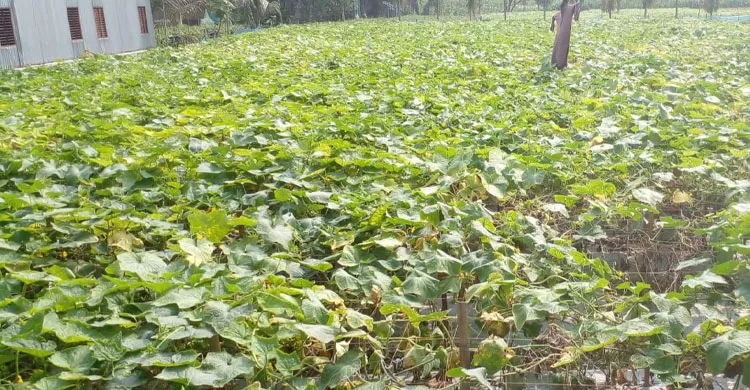 শসা চাষে লোকসান, হতাশায় সিংগাইরের কৃষক