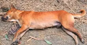 কিশোরগঞ্জে কুকুরের তাণ্ডব: ৫০ জনকে কামড়, পিটিয়ে হত্যা স্থানীয়দের