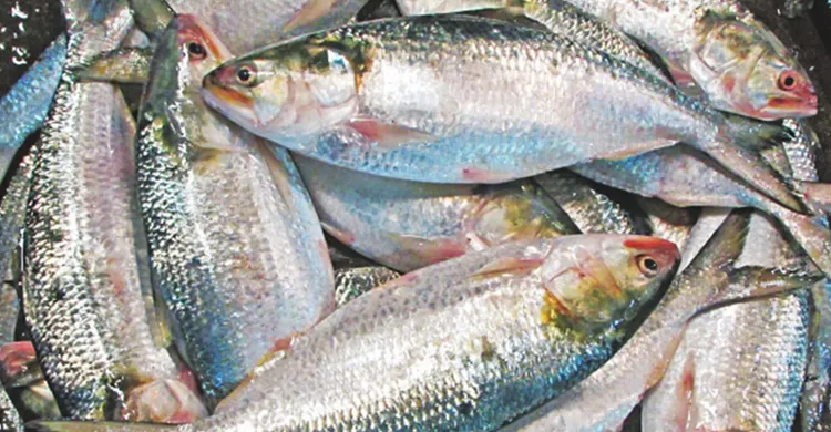 ১৫ এপ্রিল থেকে ৫৮ দিন সাগরে মাছ ধরা নিষিদ্ধ