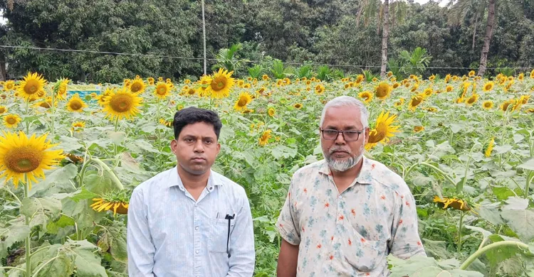 সূর্যমুখী চাষে লাভের স্বপ্ন দেখছেন সিংড়ার কৃষক জাকির