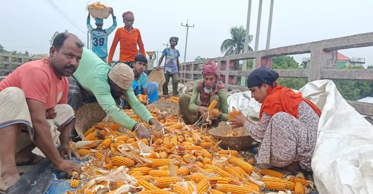 হাওরে ধানের বদলে ভুট্টা চাষে ঝুঁকছেন কৃষক, বাড়ছে লাভের সম্ভাবনা