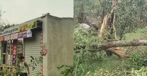 শ্রীপুরে ঝড়-শিলাবৃষ্টিতে ৩০০ হেক্টর জমির বোরোধান ক্ষতিগ্রস্ত, ভেঙে গেছে ৪০০ বসতবাড়ি