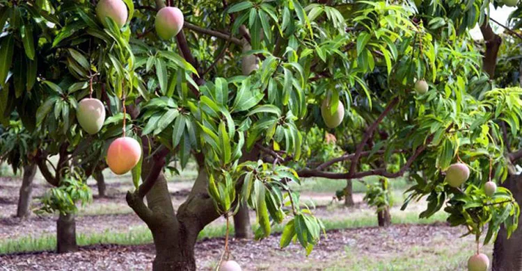 আমের শহর কেন রাজশাহী, স্বাদে গুণে দেশ সেরা