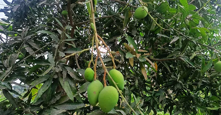 ছবিঃ সংগৃহীত