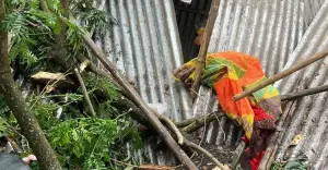 উল্লাপাড়ায় বৈশাখী ঝড়ে ঘরের উপর গাছ ভেঙ্গে পড়ে এক নারীর মৃত্যু