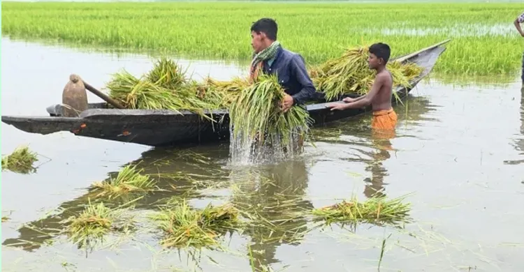 হাওরে অতি বৃষ্টিতে ডুবছে ফসল, কৃষকের কান্না
