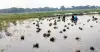 নান্দাইলে অতিবৃষ্টি ও জলাবদ্ধতায় ২০২ হেক্টর বোরো ধান পানির নিচে