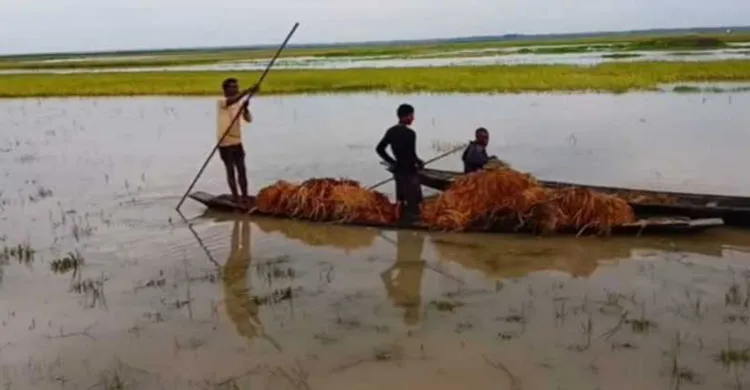 নতুন নতুন এলাকা প্লাবিত, পাকা ধানের সোনালী মাঠ তলিয়ে এবার ভাঙন শুরু