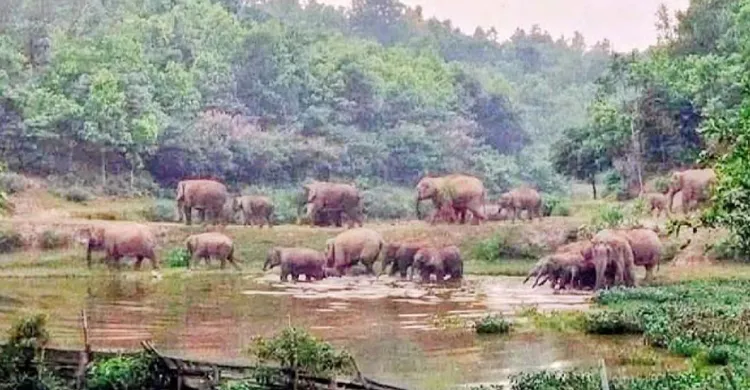 বন্যহাতির লোকালয়ে হানা, ফসল বাঁচাতে নির্ঘুম কৃষক