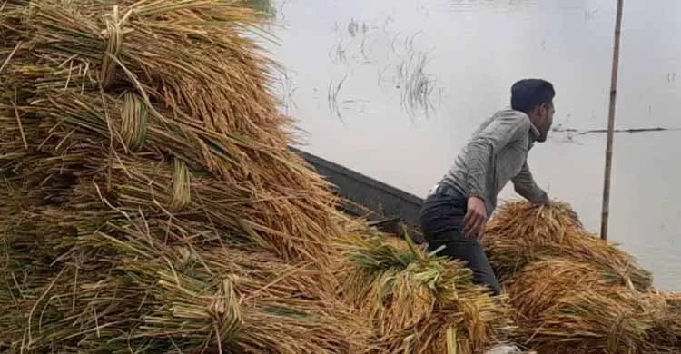 শেরপুরে বাম্পার ফলনেও হাসি নেই কৃষকের মুখে