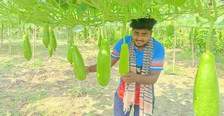 মাচা পদ্ধতিতে লাউ চাষ করে সফলতার স্বপ্ন দেখছেন কৌশিক রহমান