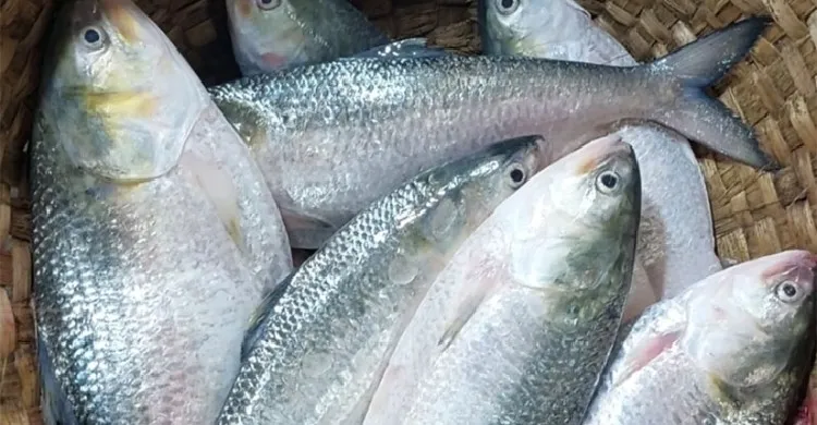 ইলিশের ঘরবাড়ি