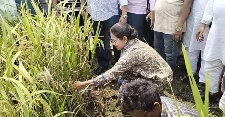 কৃষকের সাথে ধান কাটলেন সংরক্ষিত আসনের সংসদ সদস্য ডা. প্রিয়াঙ্কা