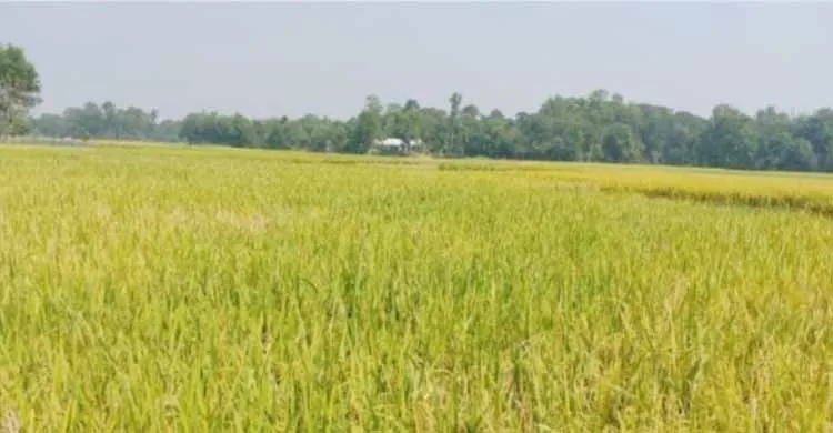 ছবিঃ সংগৃহীত