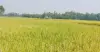দুই মণ ধানে একজন শ্রমিক: বুড়িচংয়ে শ্রমিক সংকটে দিশেহারা কৃষক