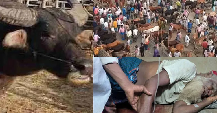 কোরবানির পশুর হাটে মহিষের তাণ্ডব, নিহত ২