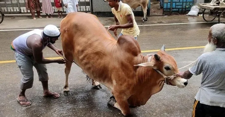 ছবিঃ সংগৃহীত
