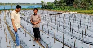 শেরপুরে মালচিং পদ্ধতিতে মরিচ চাষ