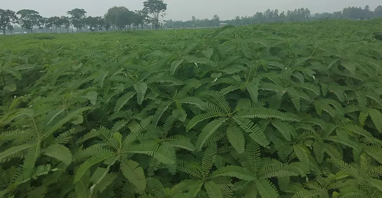 ধইঞ্চা চাষে উর্বরতা ফিরছে ডোমার বিএডিসি খামারে