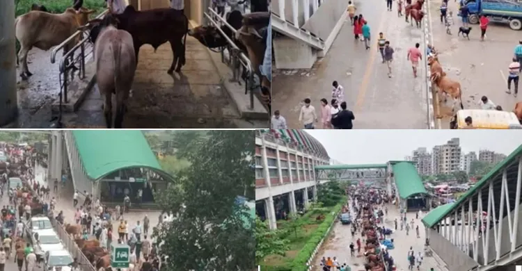 উত্তরা মেট্রোস্টেশনের নিচে পশুর হাট: ৩০ লাখ টাকার ক্ষতি