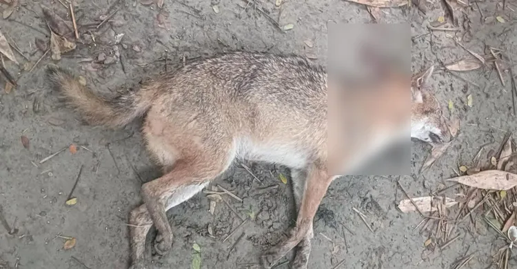 পাকুন্দিয়ায় পাগলা শিয়ালের কামড়ে আহত ৫, পরে পিটিয়ে হত্যা