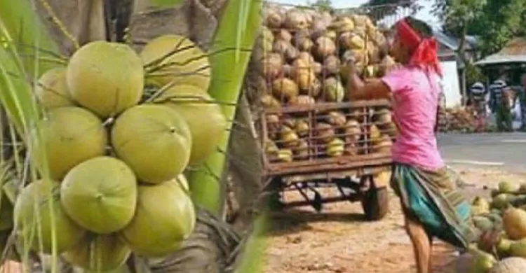 রায়পুরে নারিকেলের বাম্পার ফলন