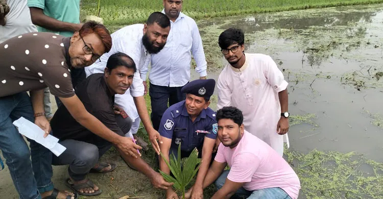 উলিপুরে অরণ্যের উদ্যোগে তিন হাজার তালের চারা রোপণ, সবুজায়নে নতুন বার্তা