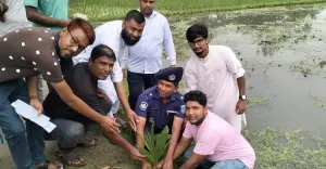 উলিপুরে অরণ্যের উদ্যোগে তিন হাজার তালের চারা রোপণ, সবুজায়নে নতুন বার্তা