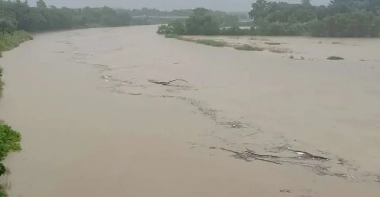 গোমতীর পানি বৃদ্ধি: ফসল হারানোর শঙ্কায় চরাঞ্চলের কৃষকরা