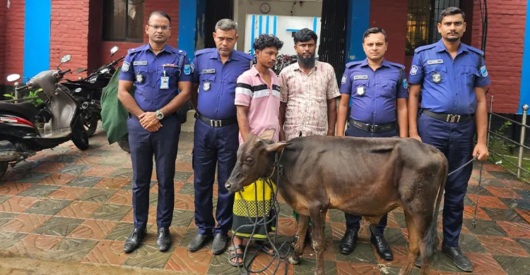 মুন্সীগঞ্জে চুরি হওয়া গরু উদ্ধার, চোর চক্রের দুই সদস্য গ্রেপ্তার