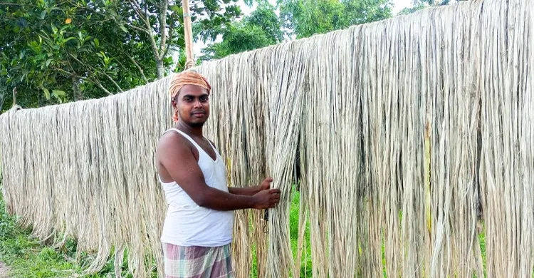 করিমগঞ্জে পাটের বাম্পার ফলন, চড়া দামে বিক্রিতে খুশি চাষিরা