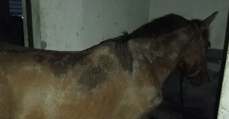 রাতের আঁধারে পরিত্যক্ত ঘরে ঘোড়া জবাই, গরুর মাংস বলে বিক্রির আশঙ্কা