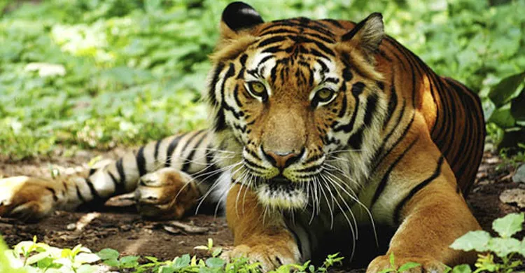 বাঘ হত্যা থামছে না, সক্রিয় আন্তর্জাতিক চোরাকারবারি চক্র