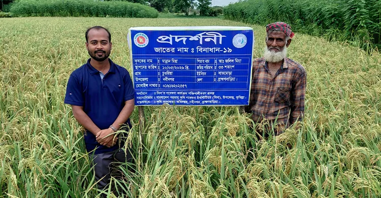 নবীনগরে আউশ আবাদে নতুন স্বপ্ন