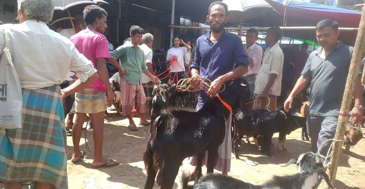 ফটিকছড়িতে জমজমাট পাঁঠা-ছাগলের বাজার, দামেও ঊর্ধ্বগতি