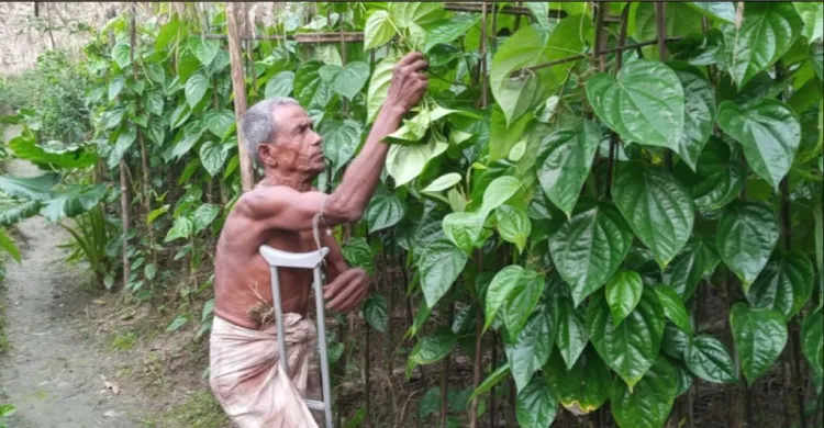 ব্রাহ্মণপাড়ায় পান চাষে আগ্রহ হারাচ্ছেন চাষিরা