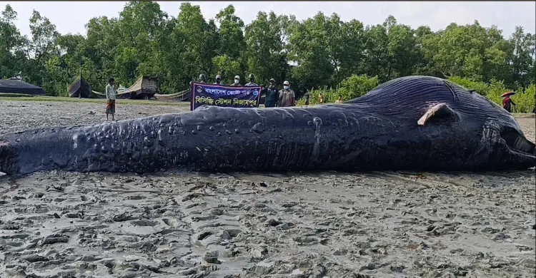 আন্দারমানিক নদীতে ভেসে এলো ৪০ ফুট লম্বা মৃত তিমি, দুর্গন্ধ এড়াতে মাটিচাপা দিচ্ছে বন বিভাগ