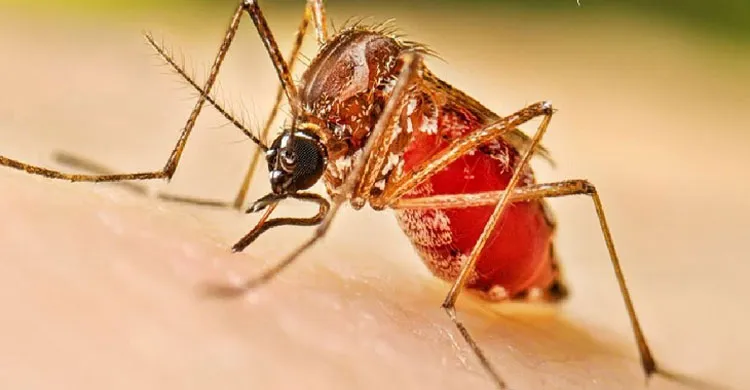 ডেঙ্গুতে ২৯ দিনে ১৪২ জনের মৃত্যু