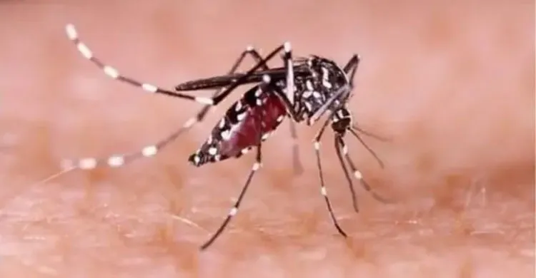 ছবিঃ সংগৃহীত