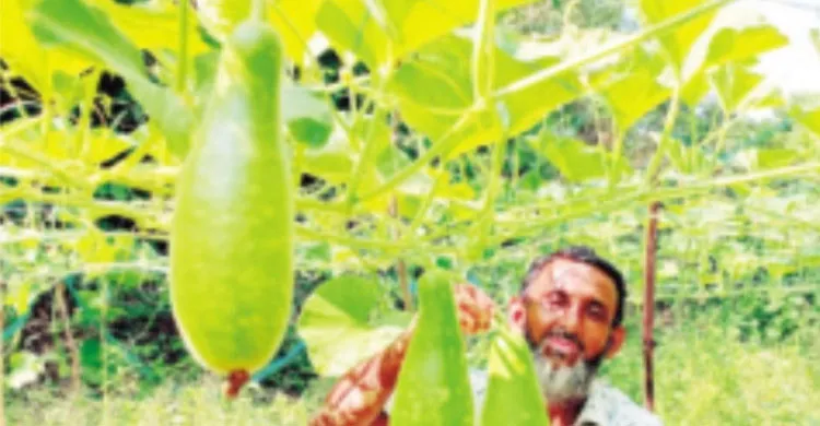 কুমিল্লায় লাউ চাষে চাচা-ভাতিজার সাফল্য