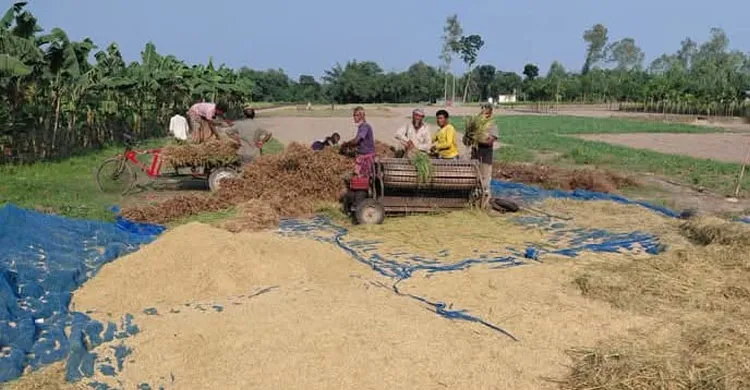 রংপুর অঞ্চলে আগাম আমন ধান কাটা শুরু, শীতকালীন ফসলের প্রস্তুতিতে কৃষক