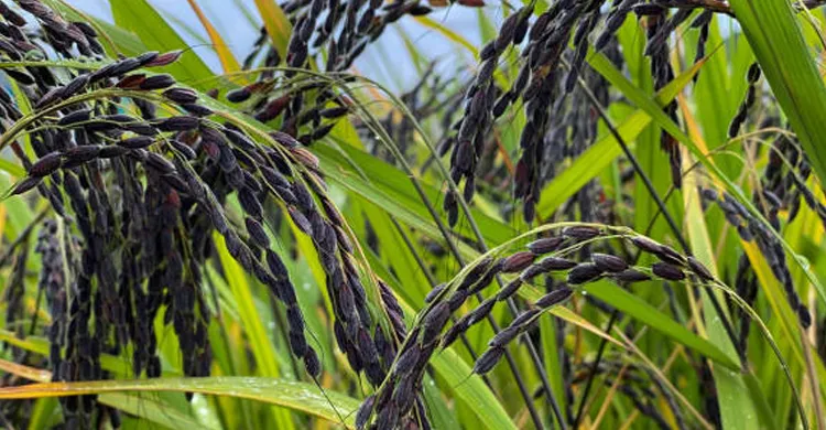 বেড়ায় ব্ল্যাক রাইস ধান চাষে চমক সাদ্দামের