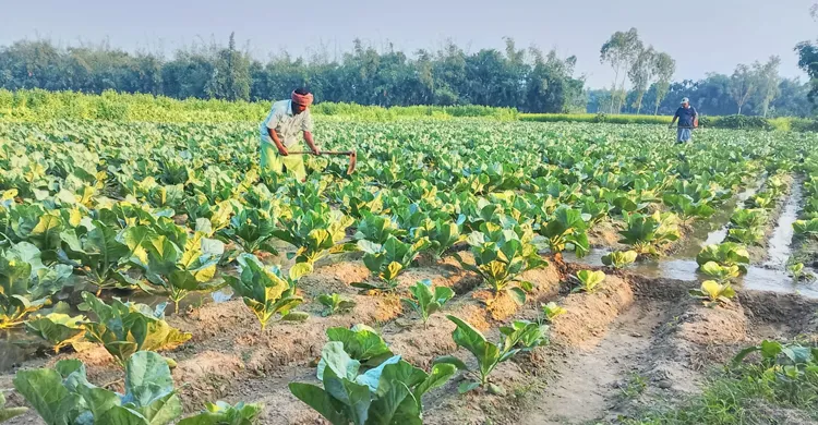 লালমনিরহাটে আগাম শীতের আমেজ, সবজি চাষে ব্যস্ত কৃষক