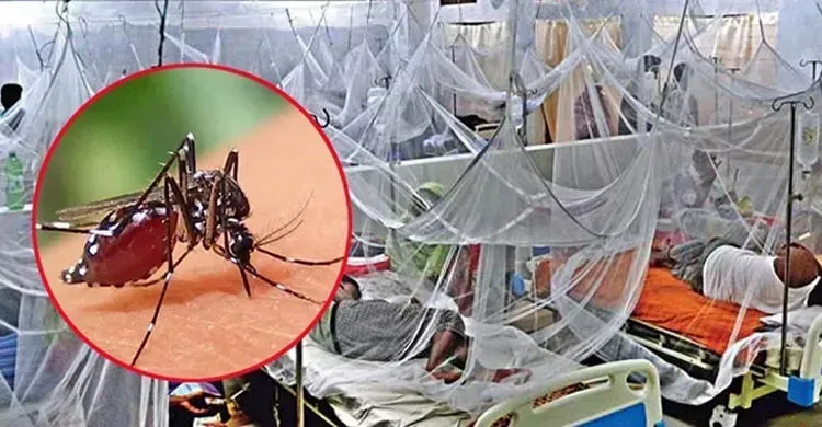 ডেঙ্গুতে আরো ৬ জনের মৃত্যু, হাসপাতালে ভর্তি  ২০৮৮